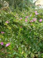 un' pianta con viola fiori e verde foglie.a campo di fiori con verde le foglie e rosa fiori.a mazzo di viola fiori siamo nel un' campo.natura Visualizza, piccolo fiore, fiori boschetto. foto