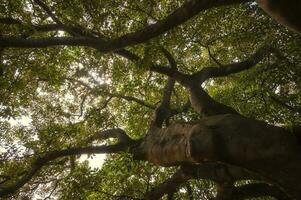 grande albero nel il parco, all'aperto attività concetto, Figura albero, sotto il ombra di verde foglie, foglia, fogliame. foto