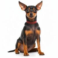 pinscher cane isolato. illustrazione ai generativo foto