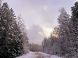 inizio di inverno. primo neve su albero rami lungo strada. studio foto