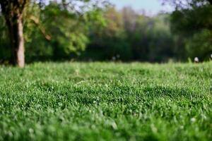 verde primavera erba in crescita nel un' radura, prese avvicinamento nel luce del sole foto