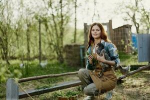 un' donna contadino nel opera Abiti è Tenere un' giovane pollo e ispezionando un' alimentatore con biologico biologico pollo cibo su il azienda agricola su un' tramonto estate giorno foto