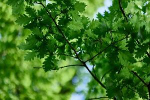 quercia le foglie avvicinamento, verde primavera albero corona luce del sole foto