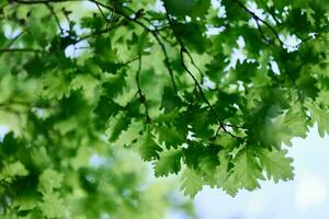 il verde le foglie di il quercia albero avvicinamento contro il cielo nel il luce del sole nel il foresta foto