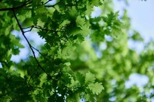 fresco verde le foglie di il quercia albero contro un' soleggiato senza nuvole cielo foto