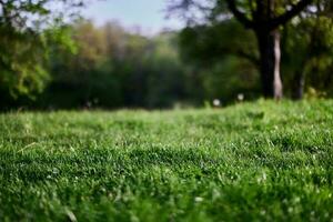 verde erba del desktop salvaschermo, ecologia e cura per il ambiente foto