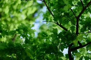 quercia le foglie avvicinamento, verde primavera albero corona luce del sole foto