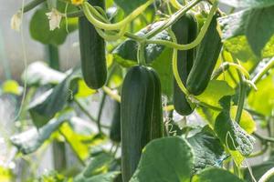 giovani piante di zucchine foto