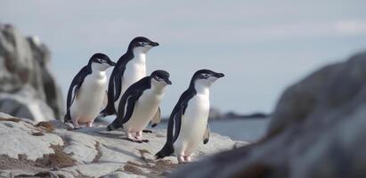 africano pinguini su un' spiaggia. illustrazione ai generativo foto