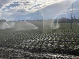 irrigazione a pioggia su campo arato foto