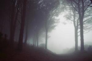 vista sulla foresta nebbiosa