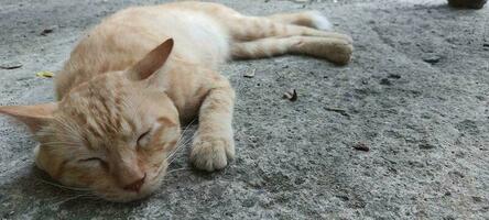 un' gatto quello dormire su un' calcestruzzo pavimento. foto