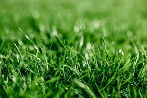 conveniente verde trifoglio erba per paesaggio il giardino di il Casa, semi e fertilizzante senza nuocere il del pianeta ecologia foto