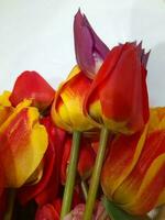 tulipani. primavera tulipani su un' leggero sfondo. sfondo per un' saluto carta foto