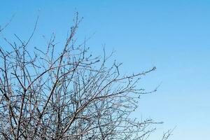 ciliegia albero rami contro il cielo, copia spazio foto