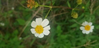 bellissimo margherita fiori con verde fogliame o bellis perennis io, o compositae fioritura nel il parco durante luce del sole di estate giorno foto