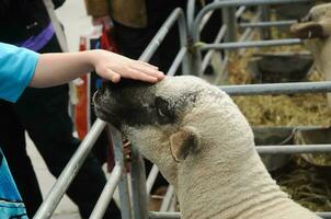 giovane carino agnello con dolce mano morbido toccare foto