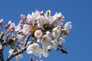 bianca giapponese sakura fiori fioritura foto