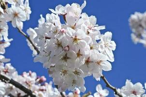 bianca ciliegia fiorire fioritura foto