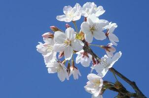 giapponese bianca sakura fiori e blu cielo foto