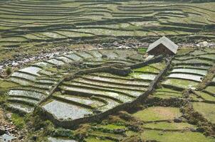 riso agricoltura con contadino cabina su Vietnam montagna foto