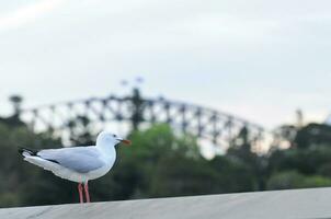 gabbiano e sydney porto ponte nel il sera foto