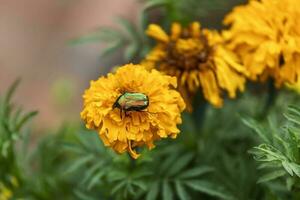 un' fiore con un insetto su un' foresta prato foto