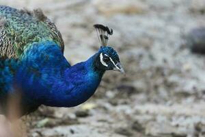 colorato maschio pavone di fronte telecamera w foto