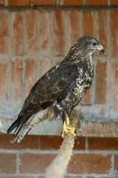 falconeria. falco uccello di preda su Schermo. foto