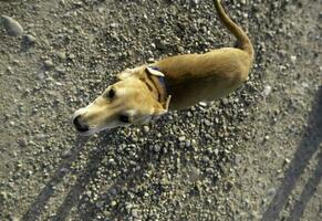 podenco giocando nel natura foto