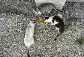 vagante gatti mangiare foto