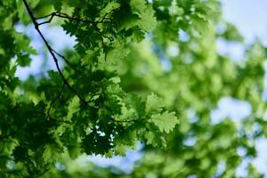 fresco verde le foglie di il quercia albero contro un' soleggiato senza nuvole cielo foto