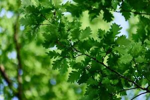 verde fresco le foglie su quercia rami avvicinamento contro il cielo nel luce del sole foto