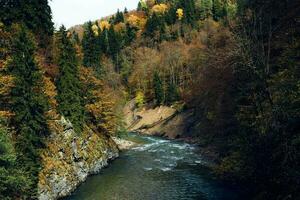 autunno foresta paesaggio alberi natura fresco aria foto