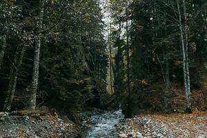 montagna fiume corpo di acqua autunno alto alberi denso foresta e caduto le foglie foto