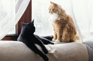 simpatici gatti sdraiati al chiuso a casa foto