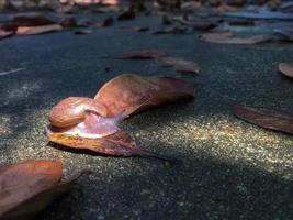 Close up di lumaca che striscia sul pavimento di cemento bagnato con foglie secche e sole. foto