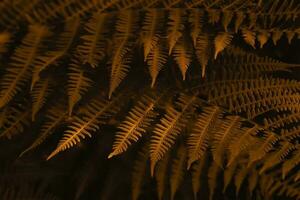 autunno felci le foglie sfondo. d'oro fogliame naturale floreale modello. selettivo messa a fuoco foto