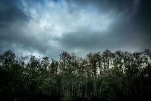 guardare su al di sopra di il cipresso alberi foto