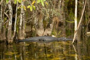 addormentato alligatore nel acqua foto