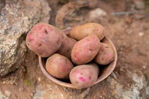 rosso patate nel un' ciotola foto