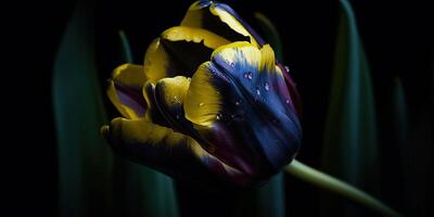 ai generativo. ai generato. blu e giallo estetica bellissimo tulipano fiore nel colore di Ucraina. romantico amore vibrazione. grafico arte foto