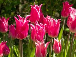 tulipano rosa brillante fiori rosa cina in un giardino primaverile