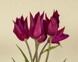 bellissimi tulipani viola su uno sfondo color crema foto