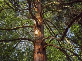 vecchio albero in un bosco che cattura la luce solare invernale foto