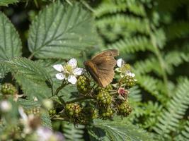 farfalla marrone prato su un rovo selvatico foto