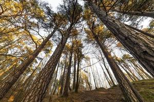 fondo e ampio angolo di visione del baldacchino di alberi di pino alto nella foresta di estate foto