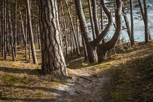 costa del Mar Baltico foresta e dune di sabbia con alberi di pino foto