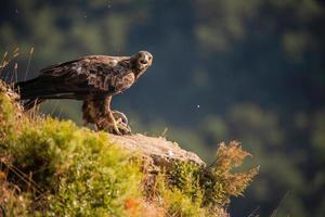 aquila reale aquila chrysaetos foto