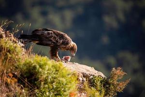 aquila reale aquila chrysaetos foto